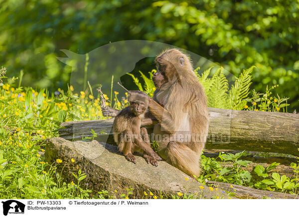 Blutbrustpaviane / gelada baboons / PW-13303