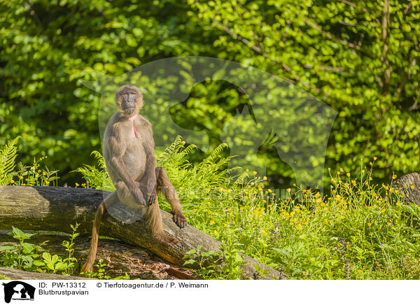 Blutbrustpavian / gelada baboon / PW-13312