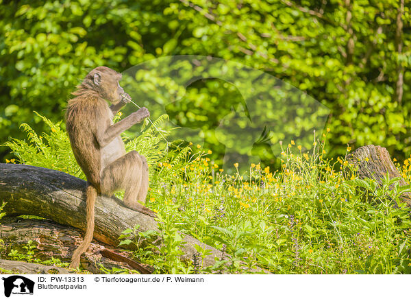 Blutbrustpavian / gelada baboon / PW-13313