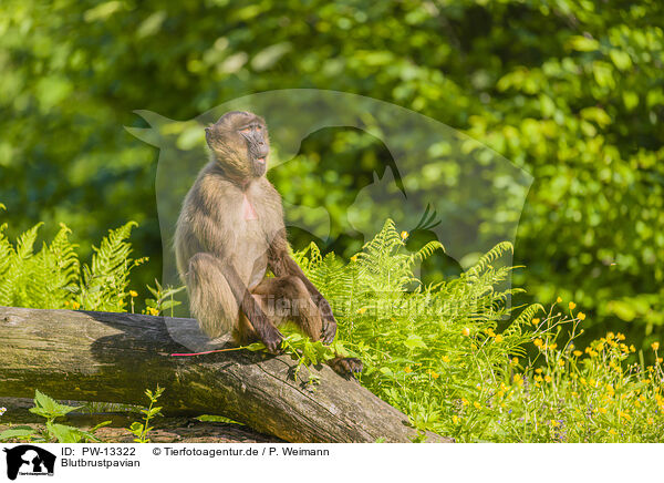 Blutbrustpavian / gelada baboon / PW-13322