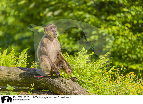 Blutbrustpavian / gelada baboon / PW-13323