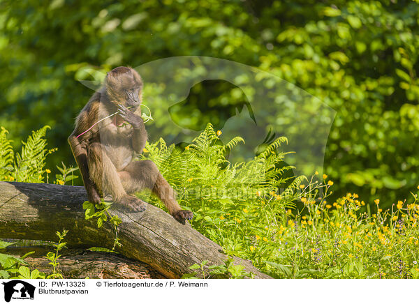 Blutbrustpavian / gelada baboon / PW-13325