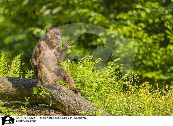 Blutbrustpavian / gelada baboon / PW-13326