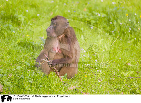 Blutbrustpavian / gelada baboon / PW-13330