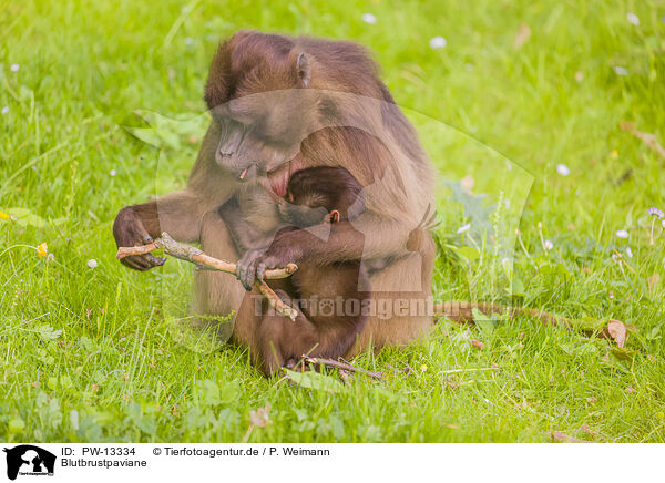 Blutbrustpaviane / gelada baboons / PW-13334