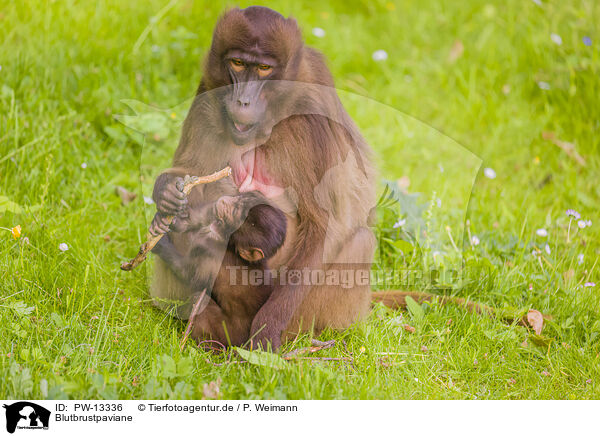 Blutbrustpaviane / gelada baboons / PW-13336