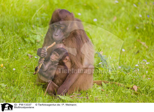 Blutbrustpaviane / gelada baboons / PW-13337