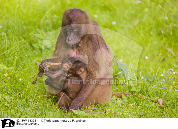 Blutbrustpaviane / gelada baboons / PW-13338