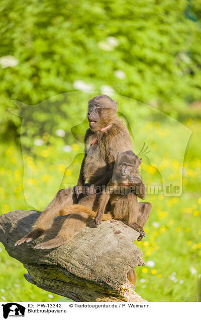 Blutbrustpaviane / gelada baboons / PW-13342