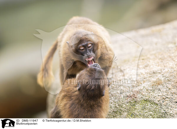 Blutbrustpavian / gelada baboon / DMS-11947