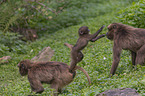 Blutbrustpavian Mutter mit Baby