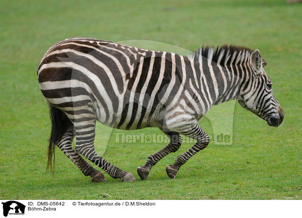 Bhm-Zebra / plains zebra / DMS-05642