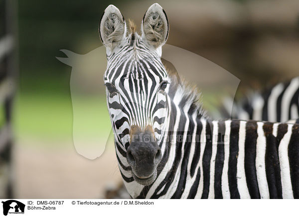 Bhm-Zebra / plains zebra / DMS-06787