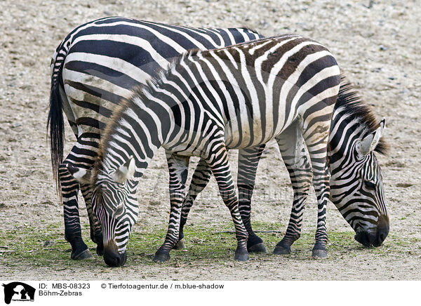Bhm-Zebras / plains zebra / MBS-08323