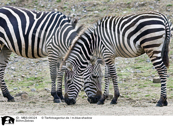Bhm-Zebras / plains zebra / MBS-08324
