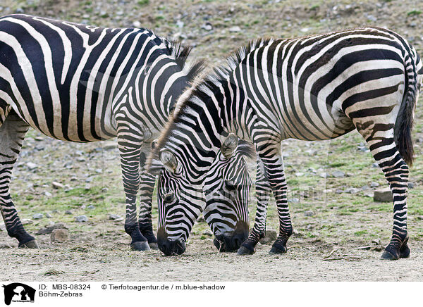 Bhm-Zebras / MBS-08324