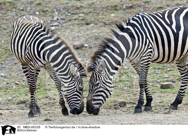 Bhm-Zebras / plains zebra / MBS-08326