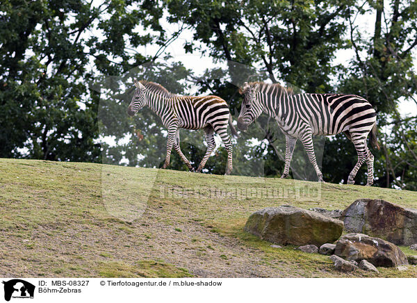 Bhm-Zebras / MBS-08327