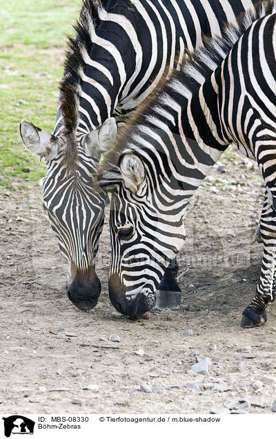 Bhm-Zebras / plains zebra / MBS-08330