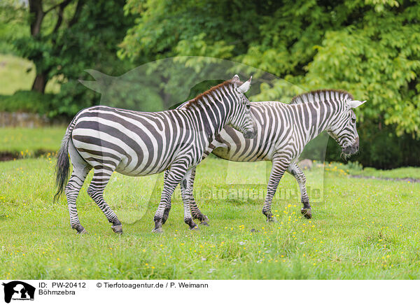 Bhmzebra / Grant-Zebra / PW-20412