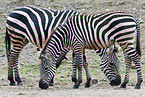 Böhm-Zebras
