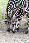 Böhm-Zebras