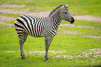 Bhm-Zebra