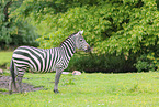 Bhmzebra