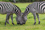Bhmzebra