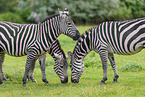 Bhmzebra