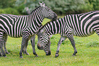 Bhmzebra
