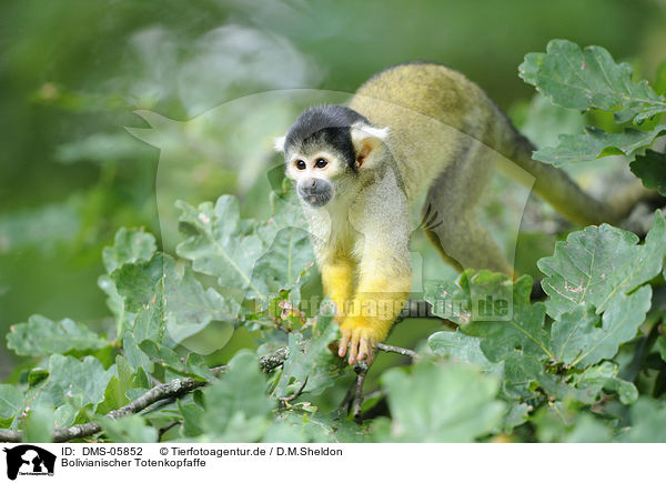 Bolivianischer Totenkopfaffe / Black-capped Squirrel Monkey / DMS-05852