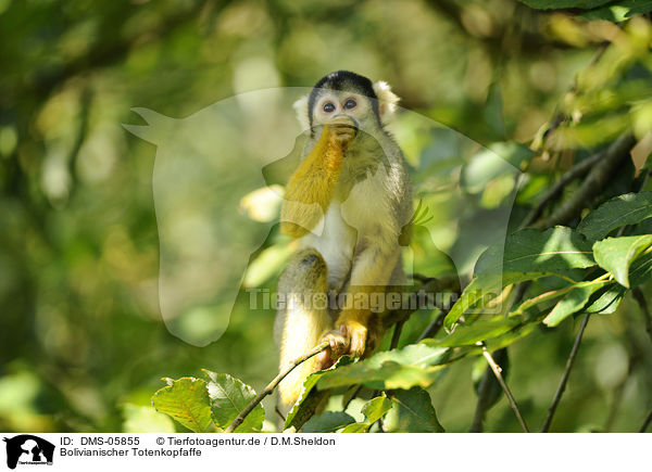 Bolivianischer Totenkopfaffe / Black-capped Squirrel Monkey / DMS-05855