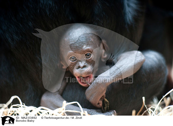 Bonobo Baby / MAZ-03892