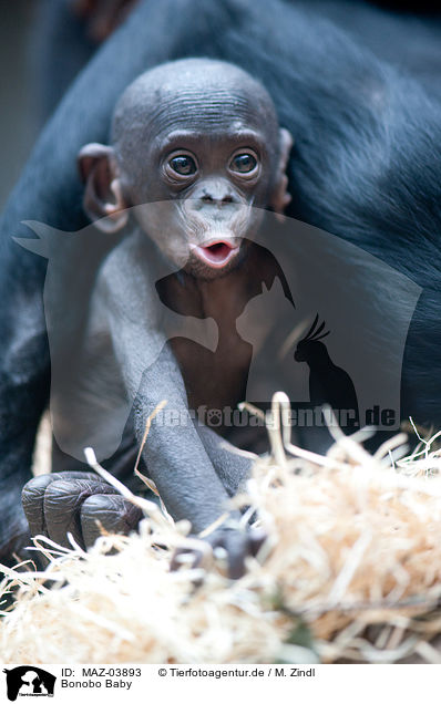 Bonobo Baby / MAZ-03893