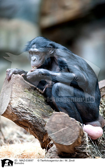 Bonobo / MAZ-03897
