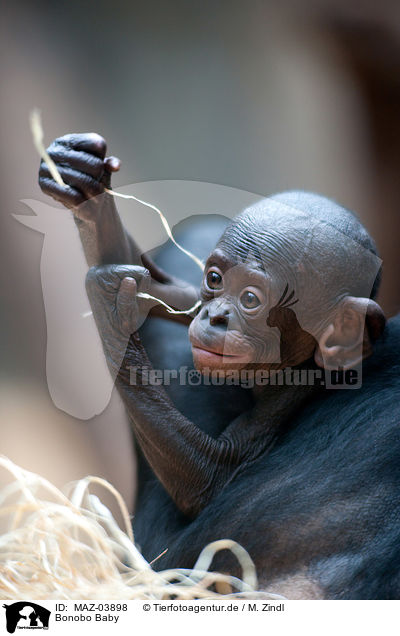 Bonobo Baby / MAZ-03898