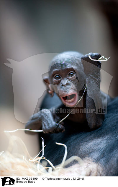 Bonobo Baby / MAZ-03899