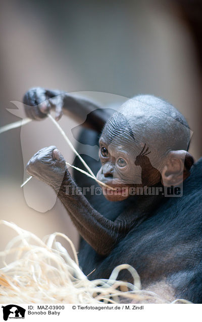 Bonobo Baby / MAZ-03900