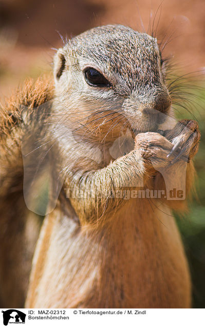 Borstenhrnchen / squirrel / MAZ-02312