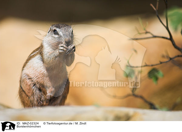 Borstenhrnchen / squirrel / MAZ-02324