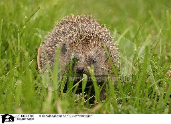 Igel auf Wiese / hedgehog in the meadow / SS-01403