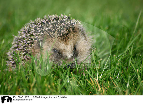 Europischer Igel / hedgehog / PM-01173