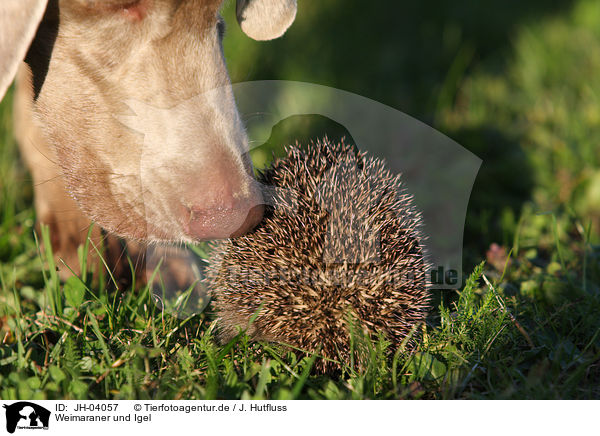 Weimaraner und Igel / JH-04057