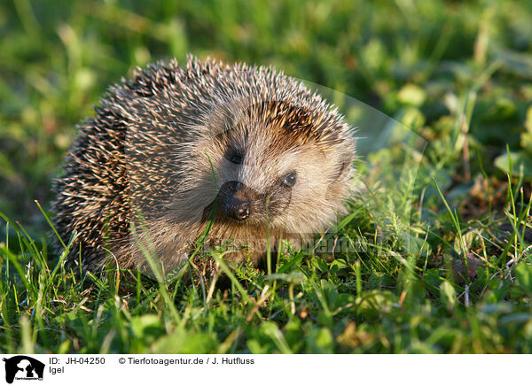 Igel / hedgehog / JH-04250