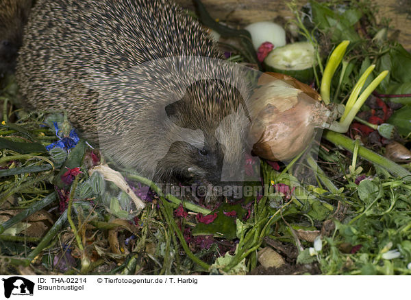 Braunbrustigel / hedgehog / THA-02214