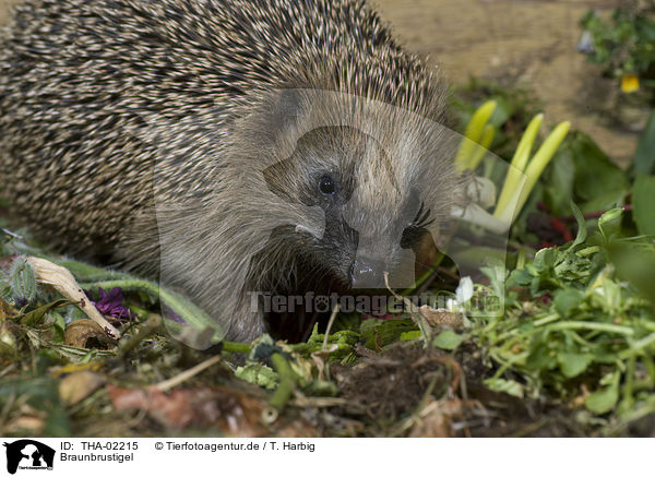 Braunbrustigel / hedgehog / THA-02215