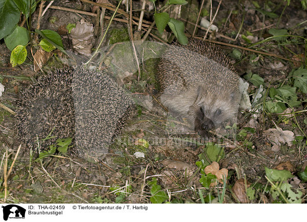 Braunbrustigel / hedgehog / THA-02459