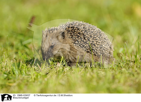 Braunbrustigel / hedgehog / DMS-05857