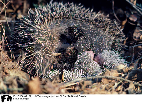 Braunbrustigel / European Hedgehogs / FLPA-02139